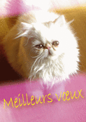 Un chat doux pour des voeux &eacute;clatants 2026